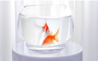 怎么養(yǎng)金魚才合適，重點(diǎn)是要做好換水措施