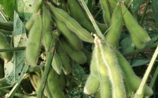 青豆和豌豆的區(qū)別，莢果和豆粒均不同