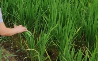 豐山絲苗水稻種子特征特性，作一季晚稻種植于6月初播種
