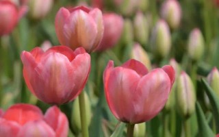郁金香的花語，寓意高雅、富貴、忠貞的愛等