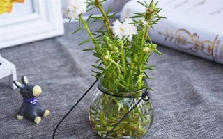 太陽(yáng)花水培可以活多久，太陽(yáng)花可以水培一年以上