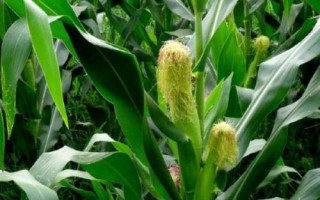 先玉糯335玉米種子介紹，4月下旬至5月上旬播種