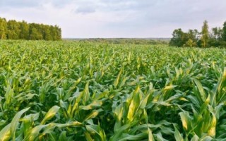 MC8728玉米種簡介，適宜播種期4月下旬至5月上旬