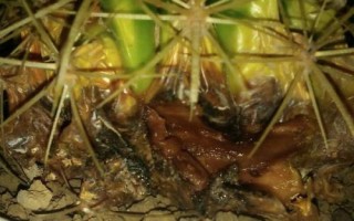 仙人球腐爛如何處理，可切除腐爛部位、再涂抹木灰