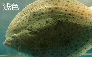 多寶魚深色和淺色的區(qū)別，主要體現(xiàn)在顏色不同