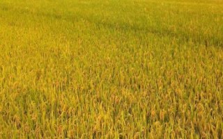 T兩優(yōu)186水稻品種的特性，每畝有效穗數(shù)16.7萬