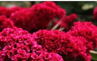 雞冠花的品種，常見的有普通雞冠花、子母雞冠花、圓絨雞冠花等