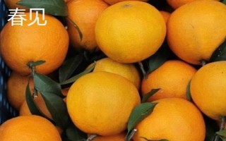 橘子的產(chǎn)地分布，主產(chǎn)于廣東、湖南、四川、廣西等省份