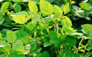 合農(nóng)71大豆品種簡(jiǎn)介，普通大豆品種