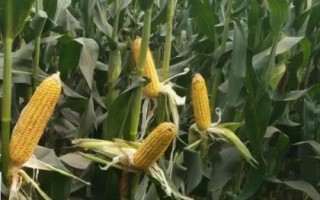 斯達(dá)糯51玉米種子特征特性，中抗大斑病