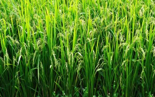 金優(yōu)844水稻種子介紹，高感6月20-25播種