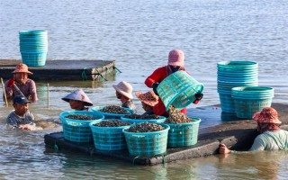 海瓜子怎么養(yǎng)殖，排干水塘再將種苗均勻撒在塘面上