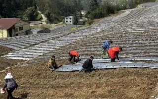 藏紅花如何種植，播種通常是在8-9月進行