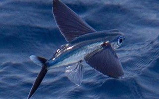 翱翔飛魚好不好養(yǎng)，飼養(yǎng)難度大并不適合新手嘗試