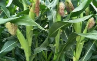 北優(yōu)18玉米種子特征特性，中抗絲黑穗?。?.8%MR）