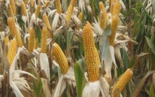 同福9號玉米種子特征特性，春播平均生育期115.5天