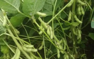 天益科豆19大豆種子特點，全生育期105天左右