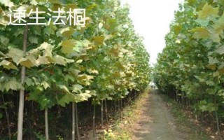 農(nóng)民種什么樹比較有前景，皂角樹、速生法桐、紅葉石楠等樹種均可選擇