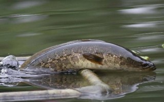 丸世8號魚鉤適合釣?zāi)姆N魚，適合釣黃顙魚、黑魚等