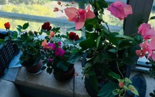 三角梅的花期有多長，養(yǎng)護得當(dāng)一年四季開花不斷