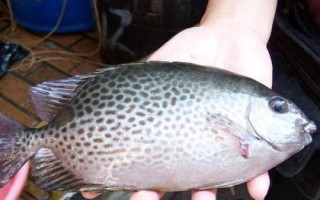 銀鼓魚好不好養(yǎng)，飼養(yǎng)難度較大
