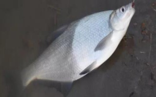 冬天釣鳊魚是釣底還是釣浮，釣底是主流