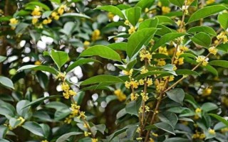 野桂花簡(jiǎn)介，一般是指柃木