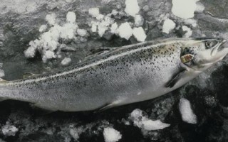三文魚的產(chǎn)地，主產(chǎn)于俄羅斯、美國(guó)、加拿大、日本、挪威