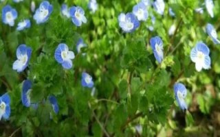 哪里可以購買婆婆納種子，花卉市場一般都有銷售