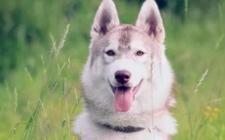 狗狗清鼻涕和黃鼻涕的區(qū)別，兩者的狀態(tài)和病因不同