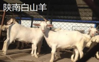陜西羊肉的價格，不同品種價格不同