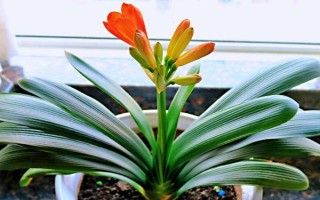 君子蘭開放后如何處理花桿，剪除花桿可以節(jié)省營養(yǎng)