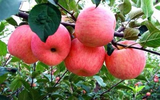 響富蘋果品種簡介，其優(yōu)質(zhì)果率高達90%以上
