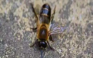 什么是雄蜂，是指由卵細(xì)胞發(fā)育成的雄性蜂種