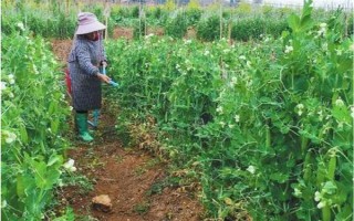 怎么種豌豆苗，9月份到次年的2月份都可種植