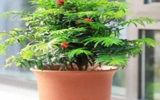 紅豆杉盆景種植技術(shù)，是第四紀(jì)冰川時期孑遺植物