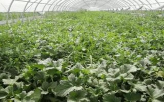 種植甜瓜使用什么肥料，不同時期所用的肥料有區(qū)別