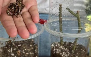 三角梅嫁接所用砧木，以長勢強(qiáng)的紫花三角梅為宜