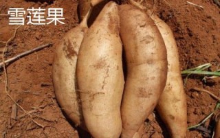 雪蓮果的產(chǎn)地，原產(chǎn)于南美洲