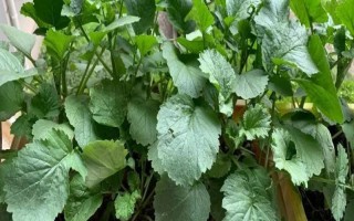 盆栽蔬菜的種植注意事項(xiàng)，應(yīng)選擇矮生型品種