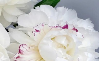 芍藥和牡丹的區(qū)別，植株高度和花期均不同