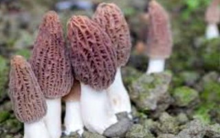 種植1畝羊肚菌需要多少成本，成本大約10000元左右