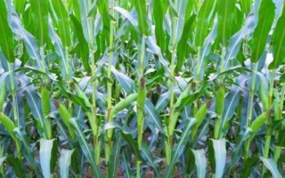 盼豐7620玉米品種的特性，播種量為2公斤/畝