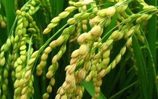 宜香優(yōu)2905水稻品種的特性，綜合防治病蟲害