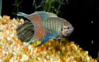 虎斑天堂魚好不好養(yǎng)，飼養(yǎng)難度較低