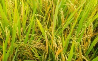 科源優(yōu)610水稻種子特征特性，全生育期118.8天