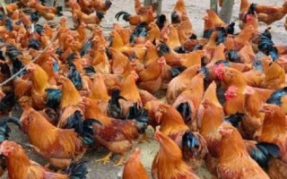 什么是閹雞，指通過手術(shù)摘除公雞的睪丸