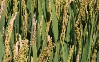 瓏香優(yōu)4876水稻種子特征特性，6月下旬播種