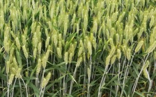順麥6號小麥品種的特性，每畝適宜基本苗18～24萬
