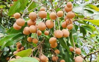 龍眼的主產(chǎn)地，主產(chǎn)于臺(tái)灣、福建、廣西等省份